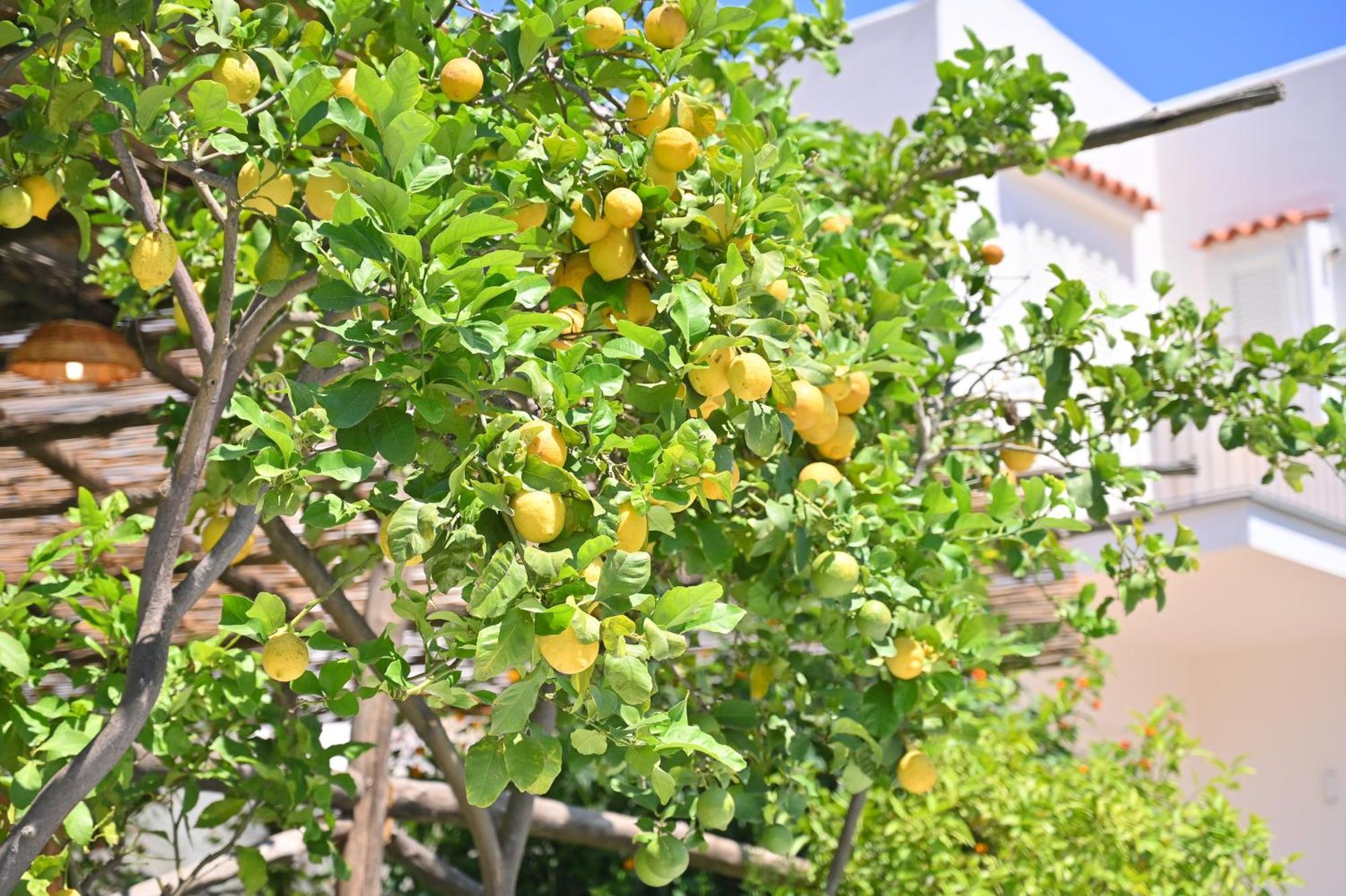 La Rosa - Luxury B&B Ischia Ngoại thất bức ảnh